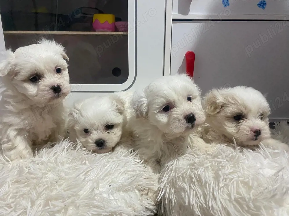 Puiuti de Bichon Maltez,(talie mica)