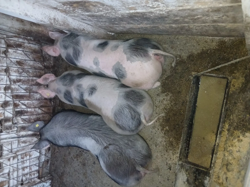 Porci pietrean belgian