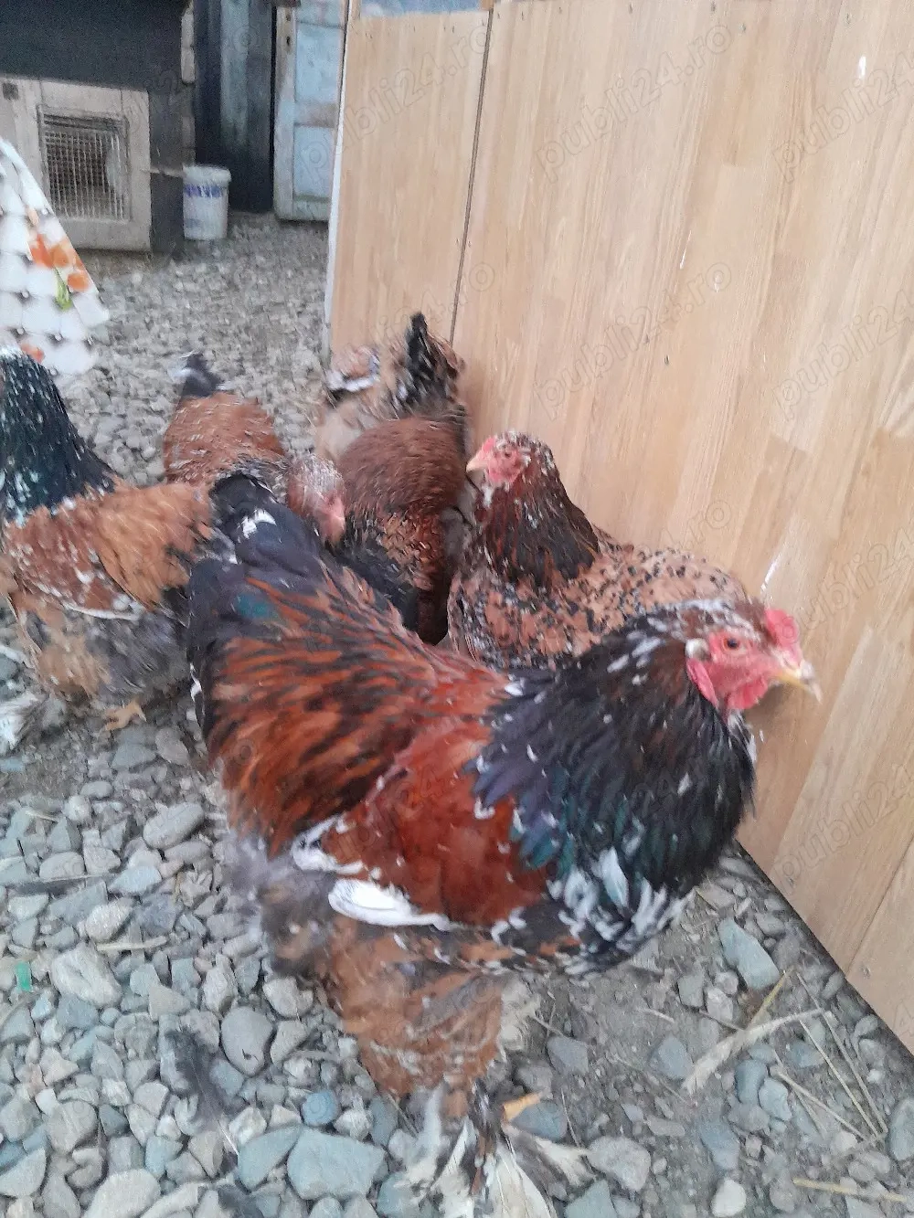 Vor sa schimbe locatia