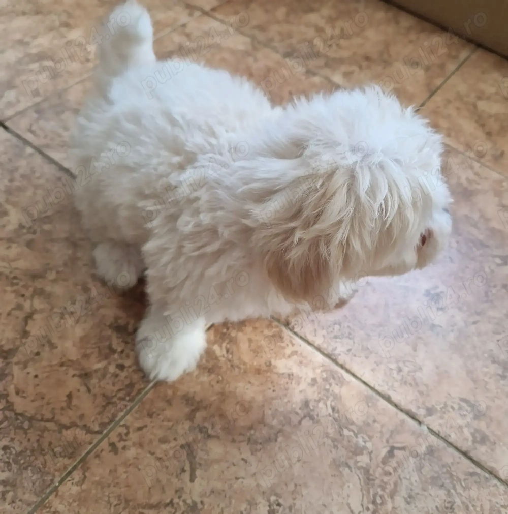 Băiat Bichon Maltez ,
