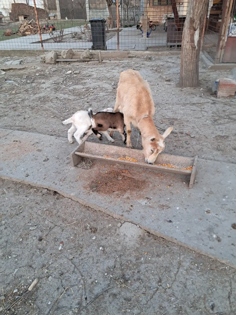 Capre cu iezi de vanzare 