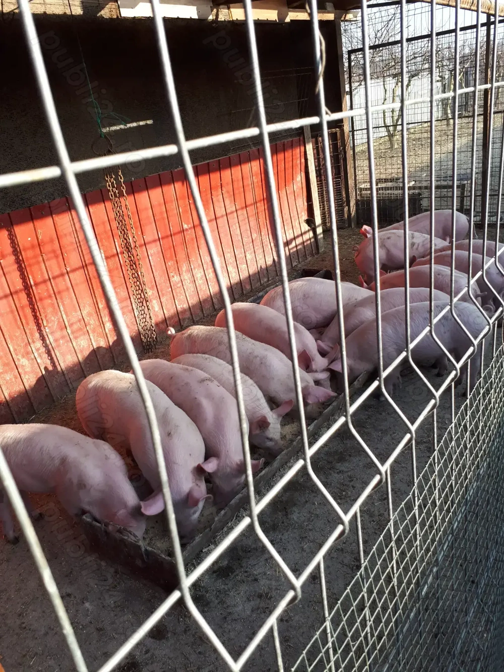 purcei de carne pietran de vânzare 