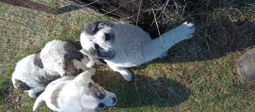 Ciobănești Asia Centrală 