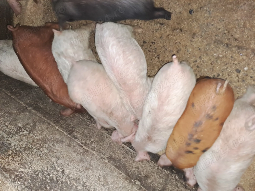 Purcei de 7 saptamăni 