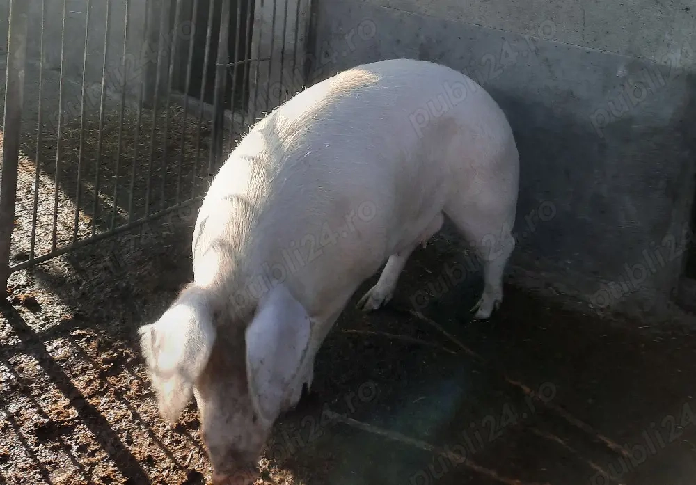 porc pentru sacrificat