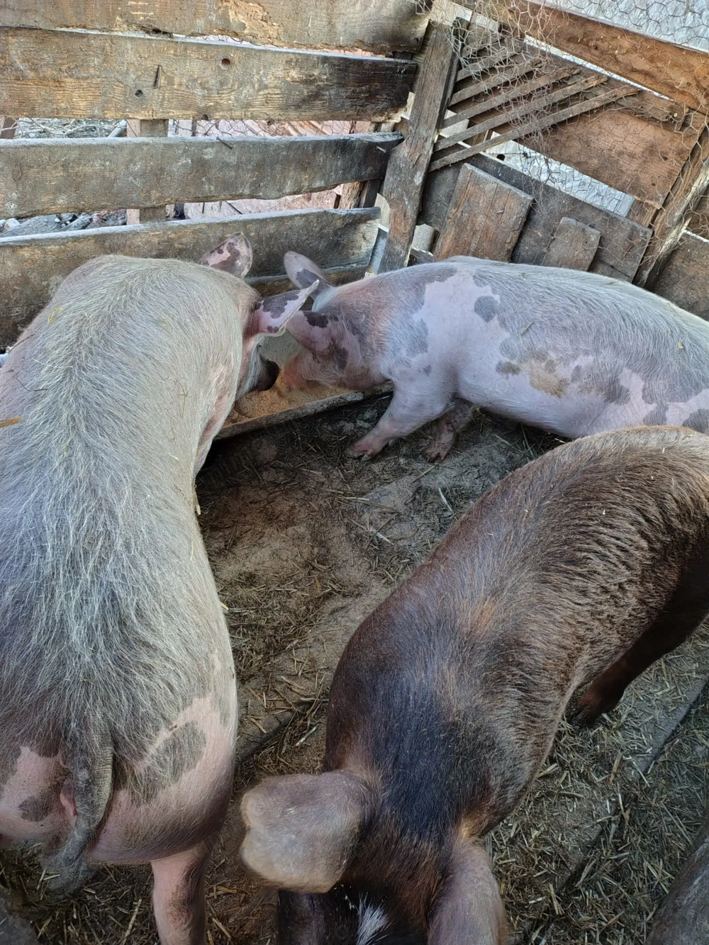 Vând porci 60 70 kg