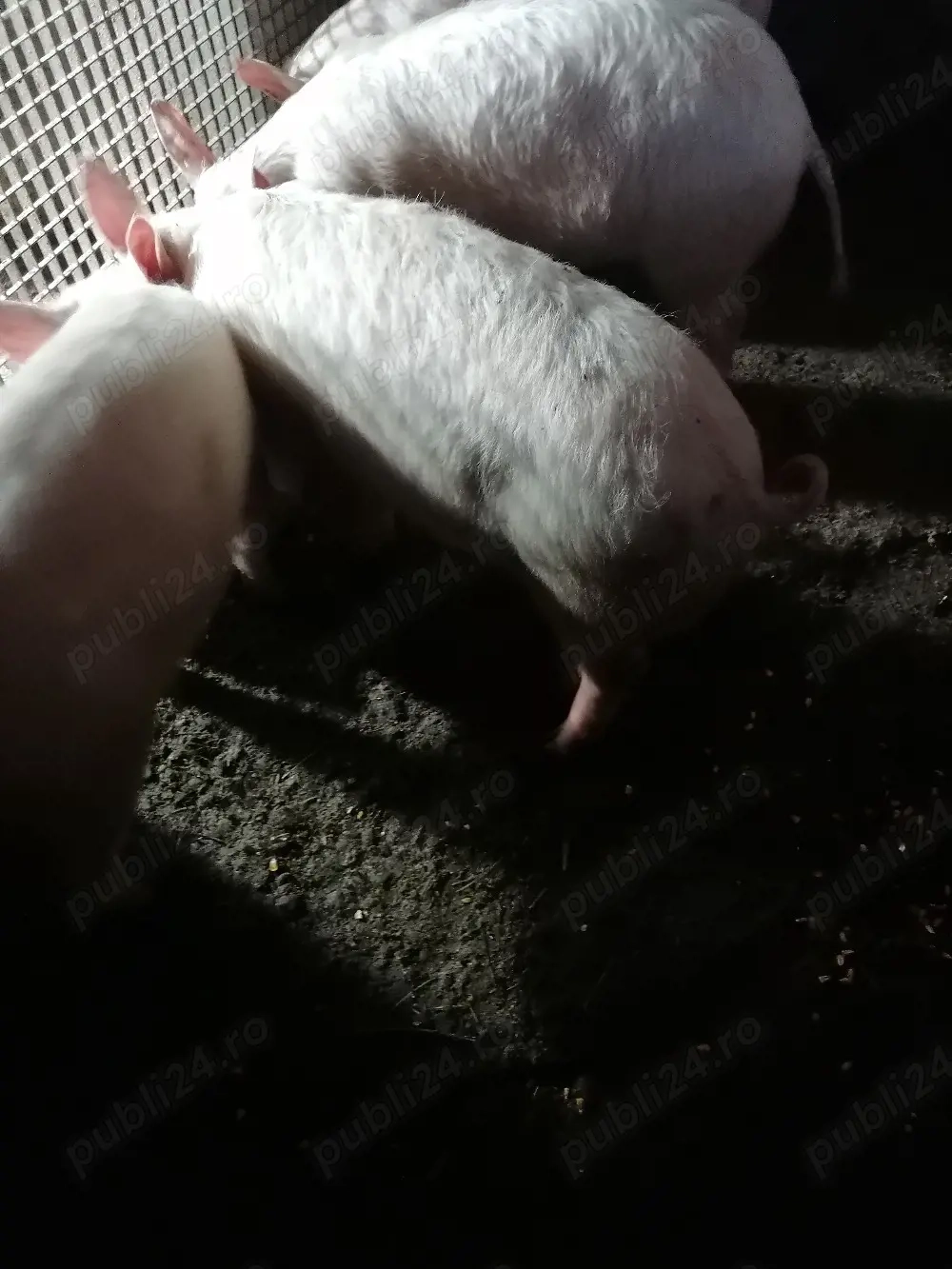 Ultimile buc 3 masculi si1purcica 