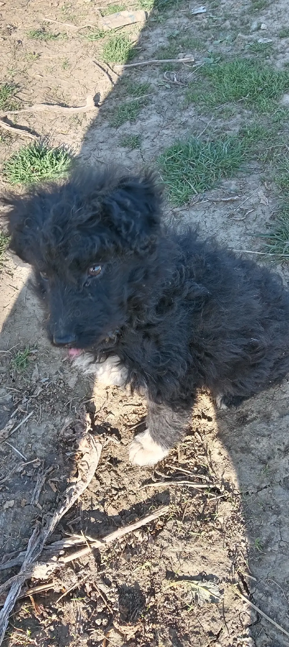 Vind căței de intors oi muddy original 