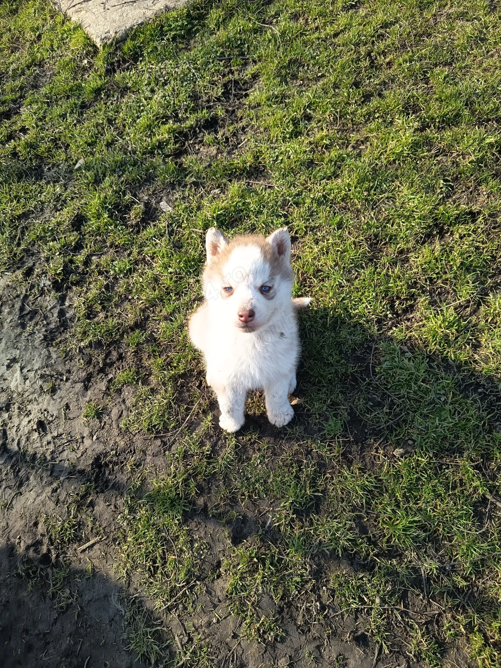 Vand pui husky siberian