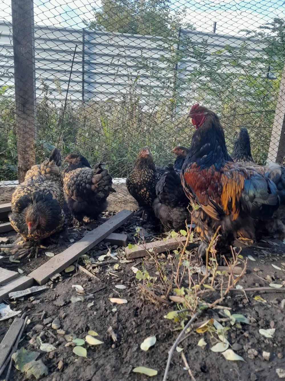 Ouă Brahma Gold Laced,BSO,Columbia,HD,HDA,HÎ,Porțelan,Potârnichiu,Cochinchina pitic , Mii de Flori 