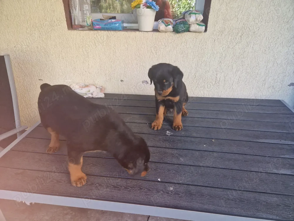 Catel rottweiler 