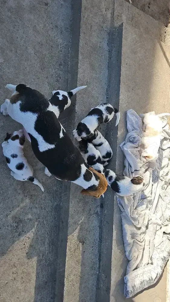  Beagle Disponibili 2 fetite si 3 baietei.