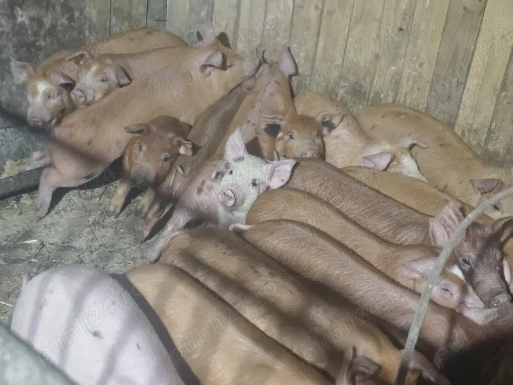 vând 13 purcei de 11 săptămâni rasa de carne duroc 