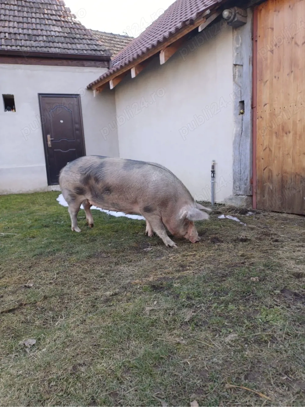 Vand scroafa Piétrain 15 lei kg