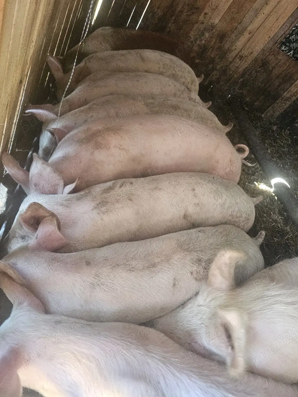 vând 9 soldani rasa de calitate de carne 60-70 kg 