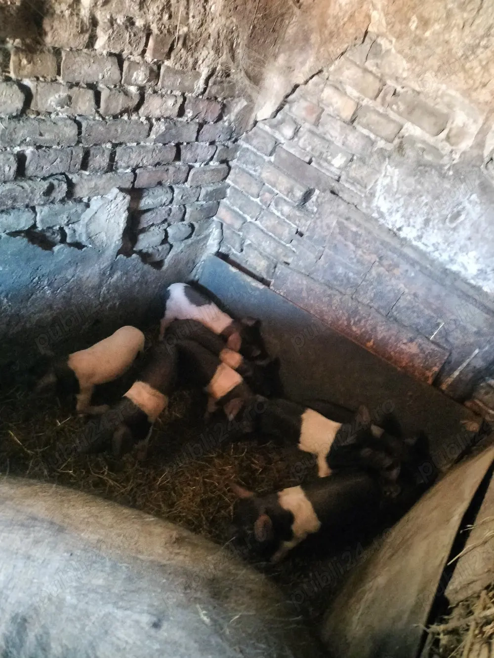 Purcei bazna de 7 saptamani 