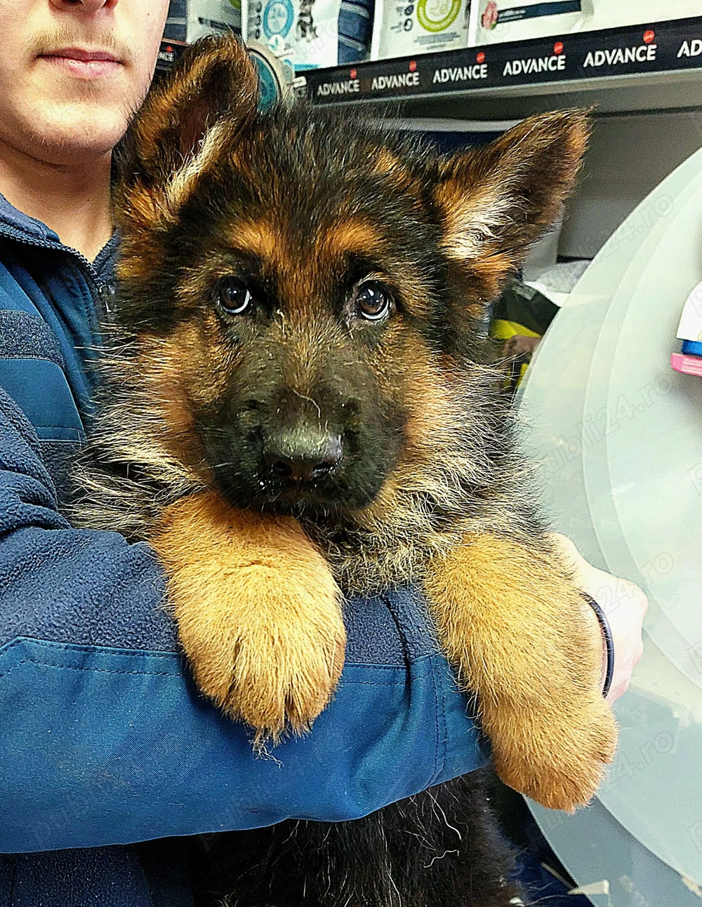 Mascul ciobănesc german cu pedigree 