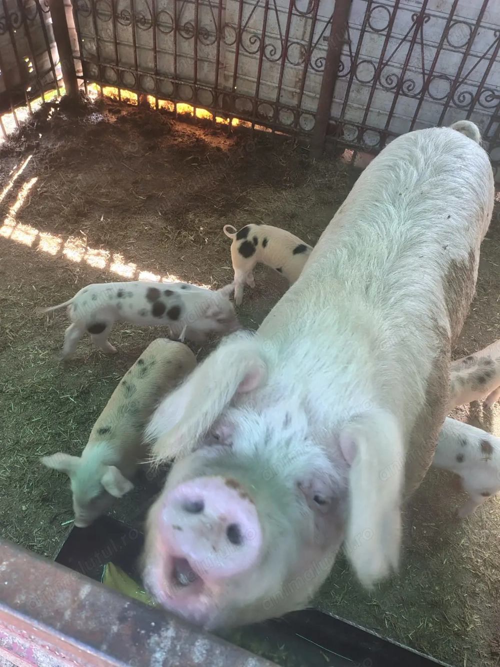 Vând scroafa pentru sacrificare sau producție purcei