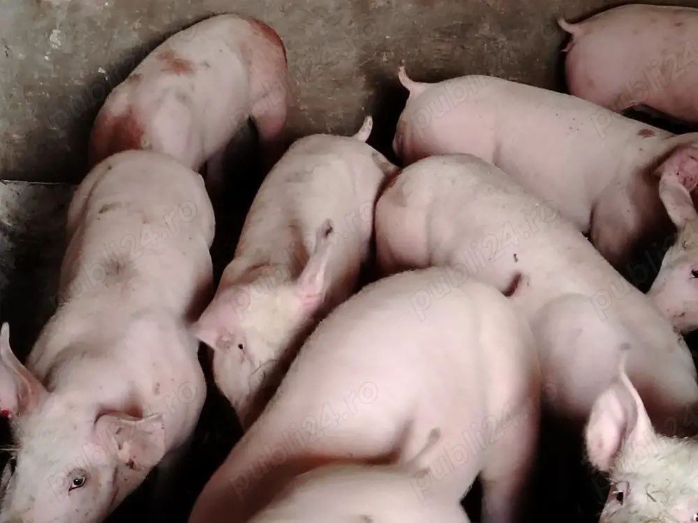 Soldani rasa pic între 50 și 60 kg