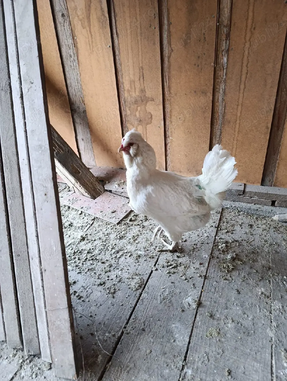 Ouă pt incubat gaini ouatoare rasa Schijndelaar 