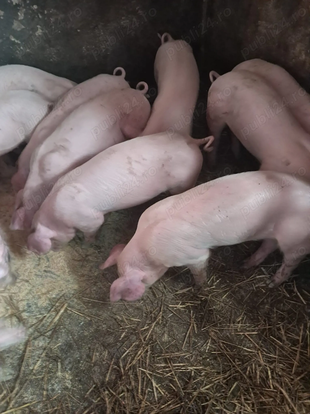 Vand purcei landrace