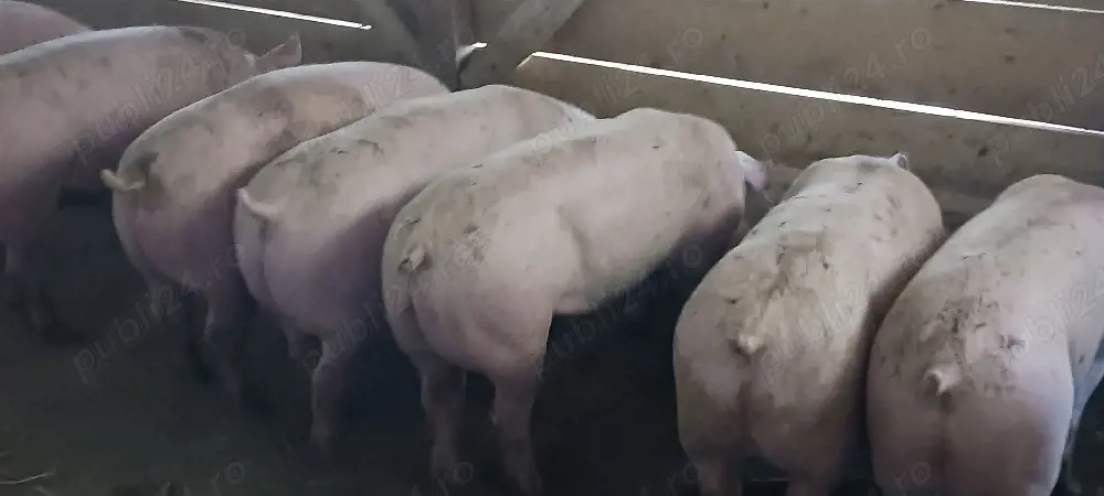 vând soldani, medie  55 kg (toți masculi castraţi)