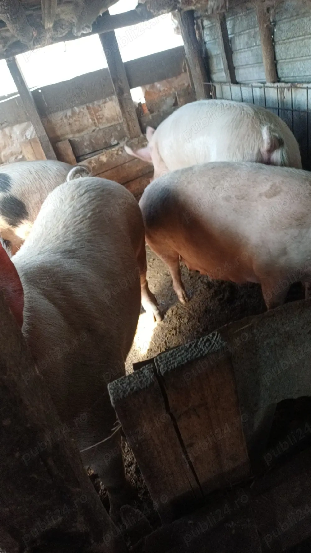 vând purcele belgiene genstante 