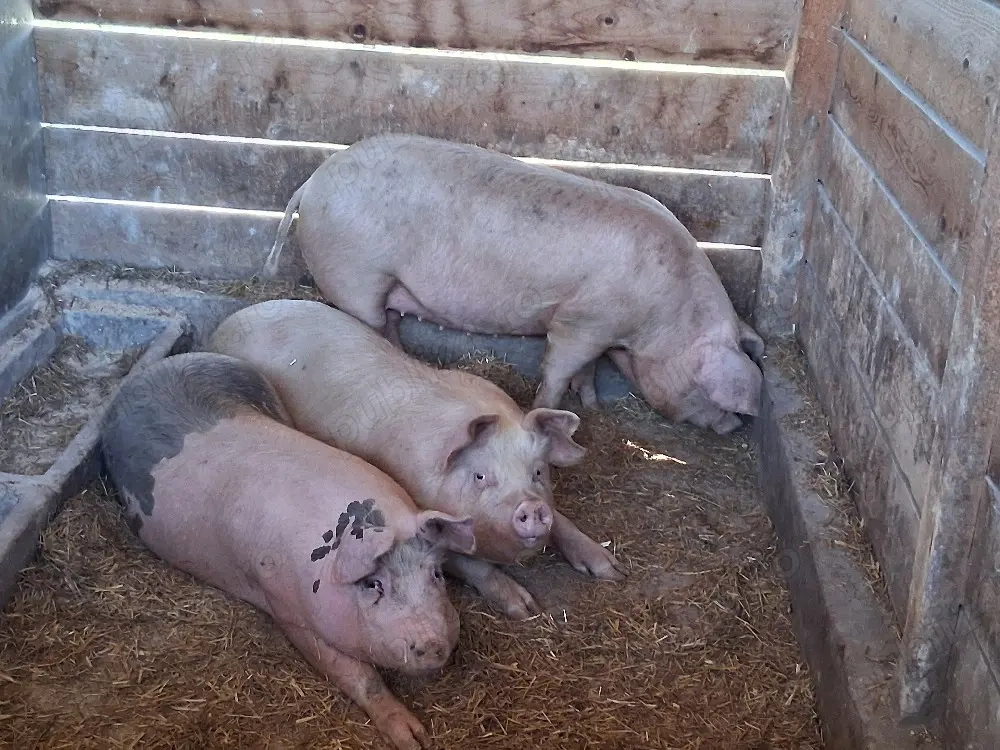 vând porci 90-110 kg pentru sacrificare sau pentru ținut 