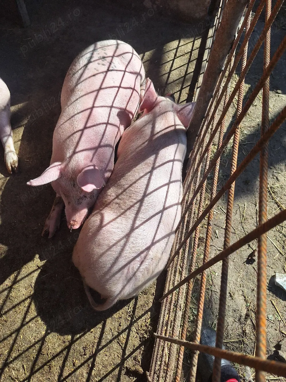 1 grăsună disponibila crescuta in propria gospodarie