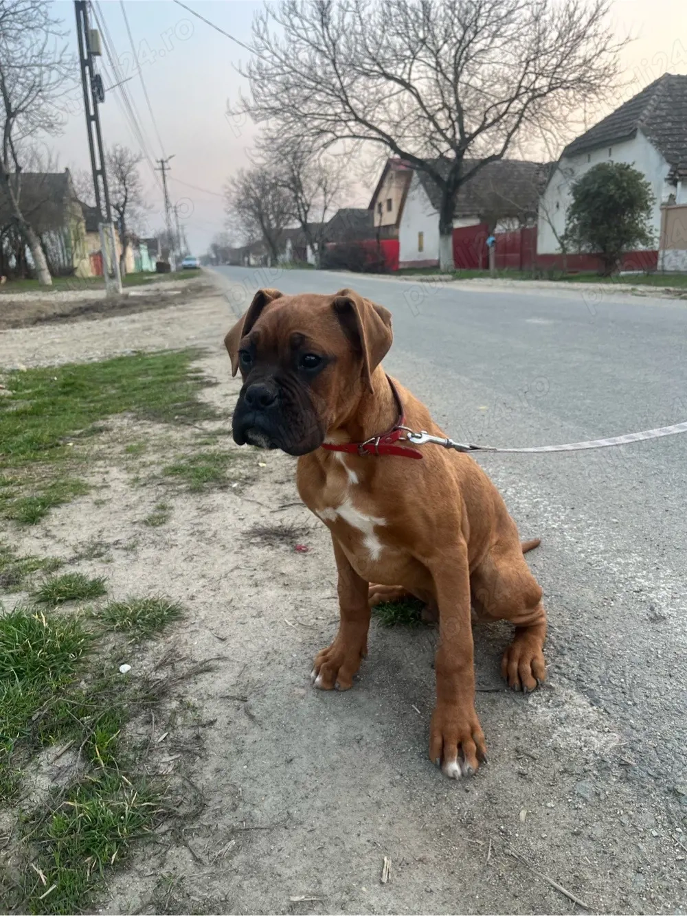 Vand pui de Boxer German