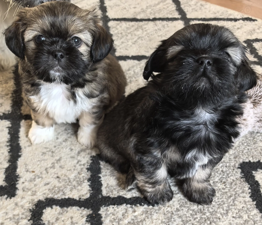 Puii shih-tzu adorabili