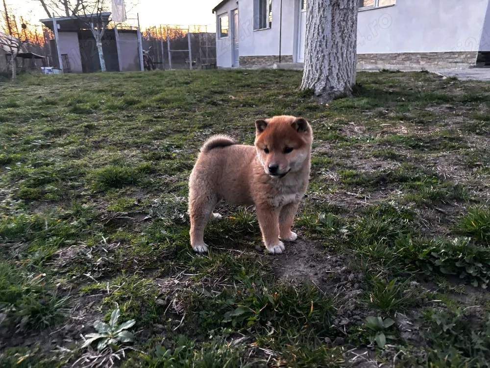 Căței Shiba inu fetiță grăsuță 