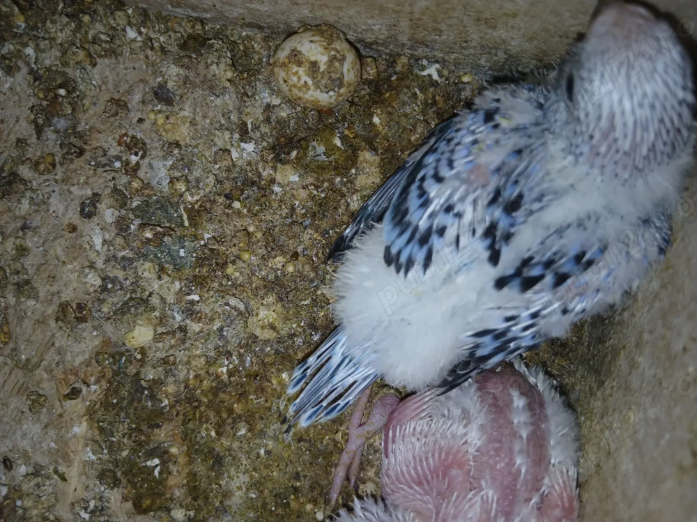 Vand papagali perusi perechea 200 ron in iasi