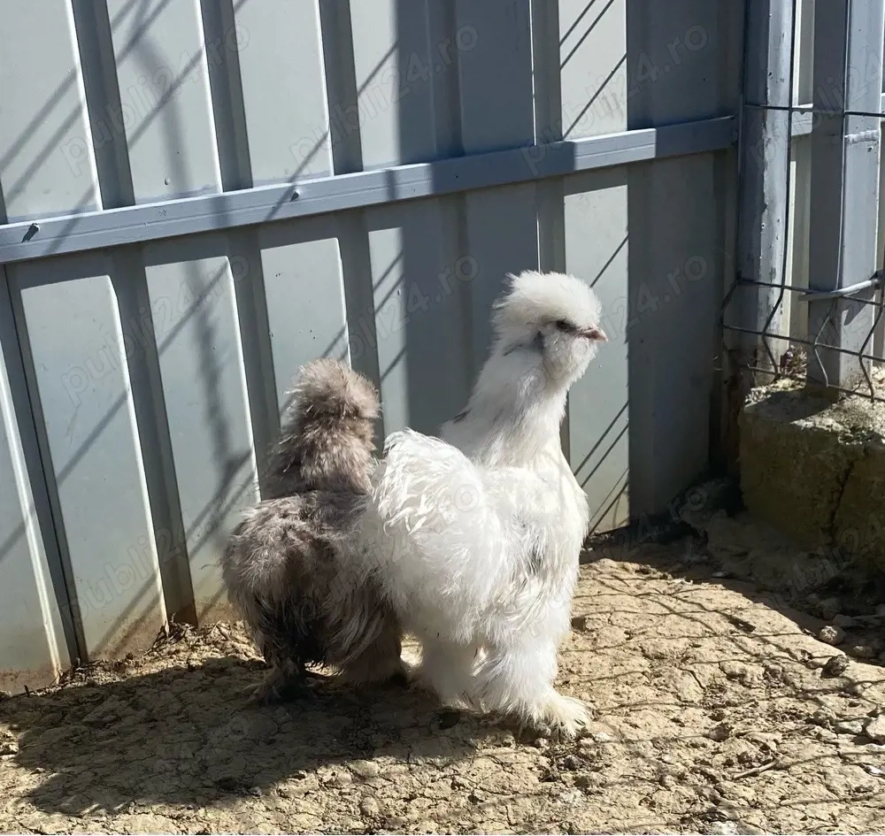 Puisori matase japoneza