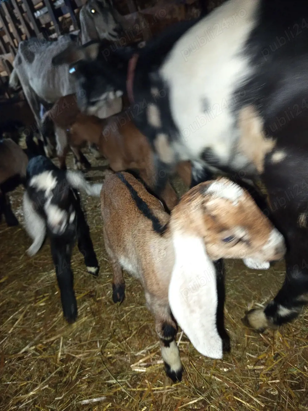 vând ieduțe anglo nubiene și metis