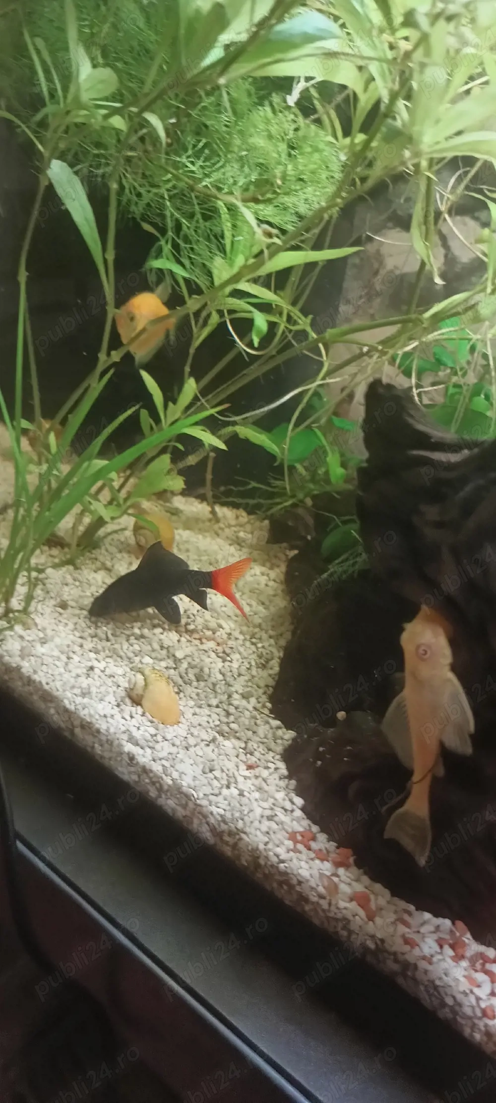 vand sau schimb urgent labeo bicolor 