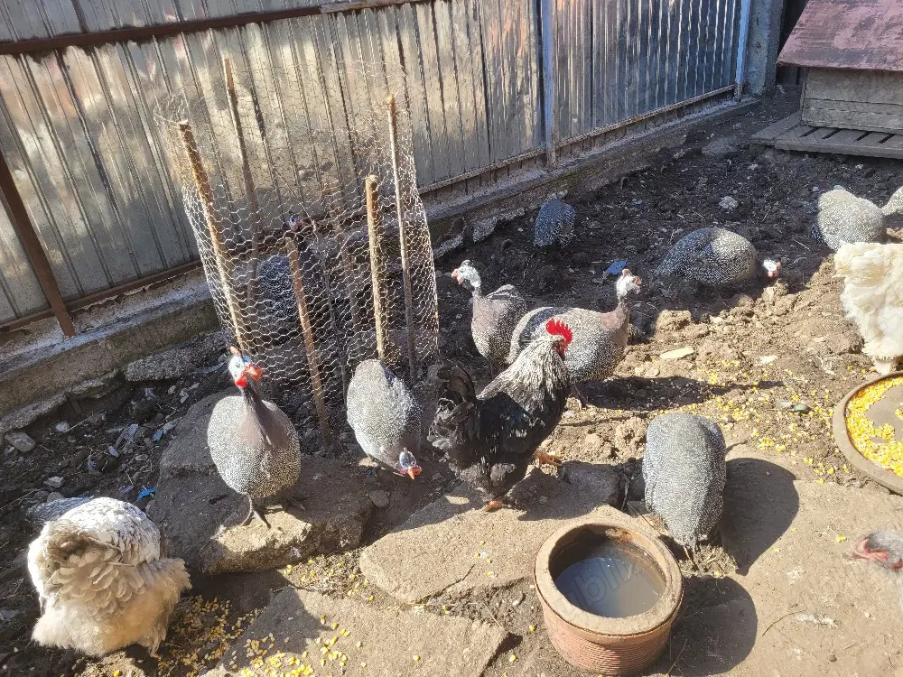 Vând bibilici frumoase