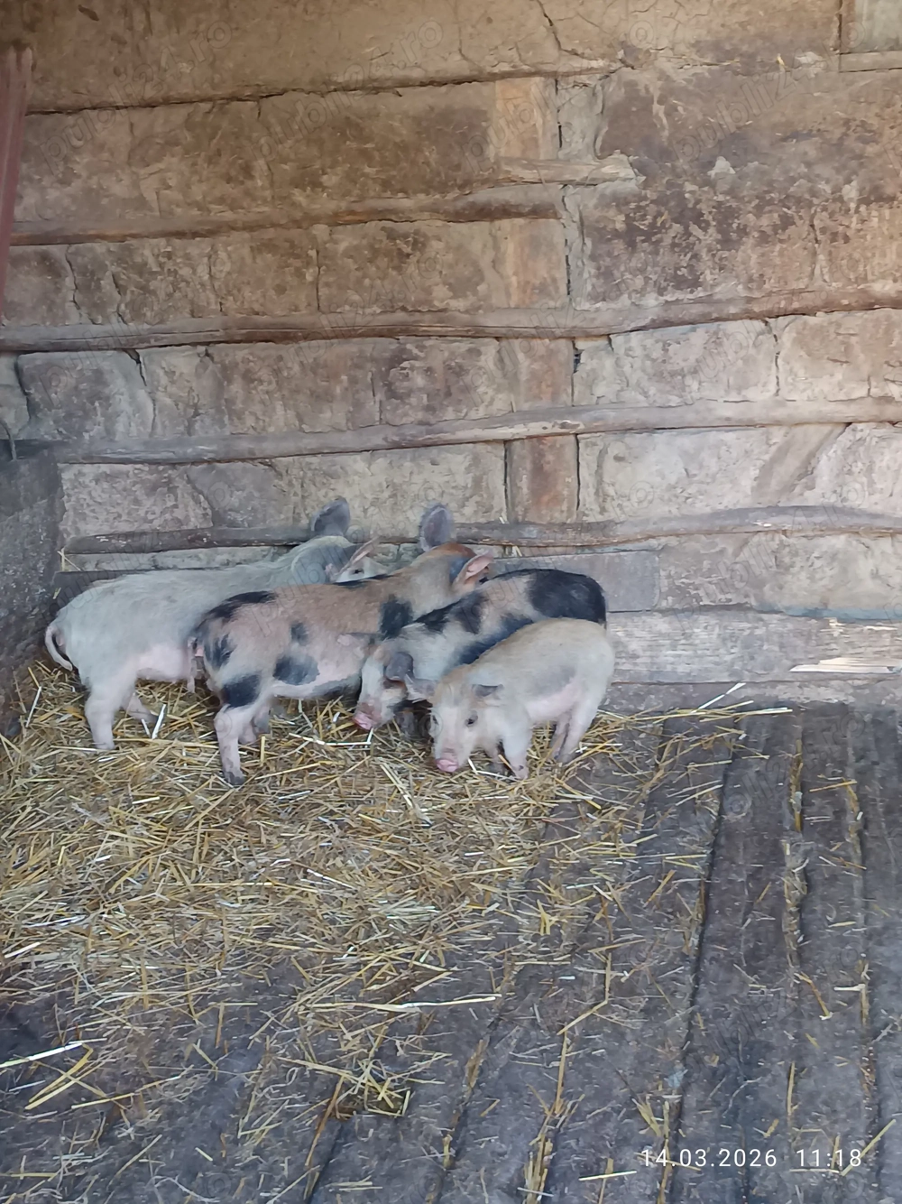 Vând purcei de țară 