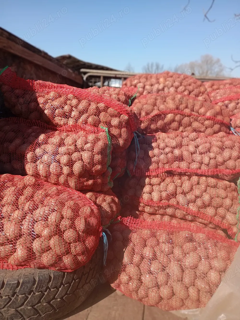 cartofi de sămânță 