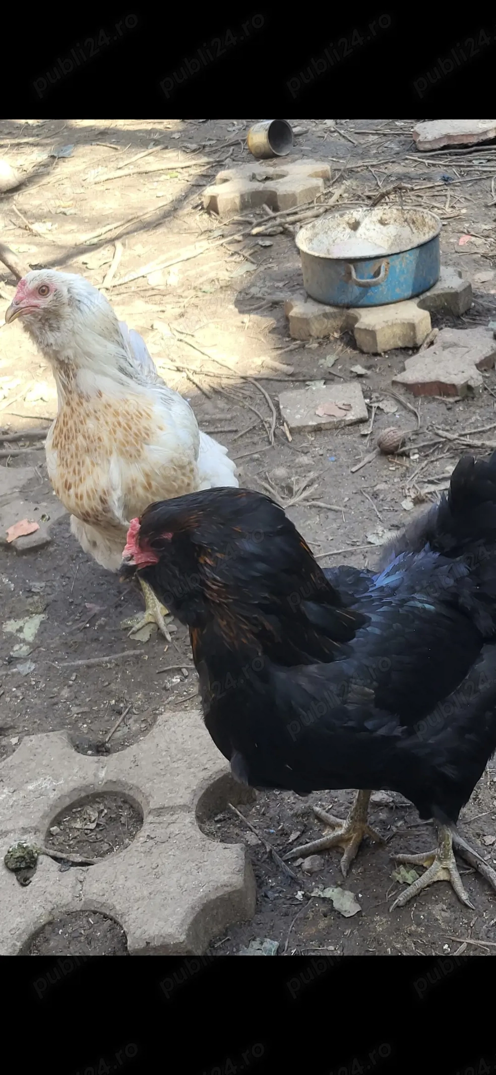 Vand oua incubat Ameraucana