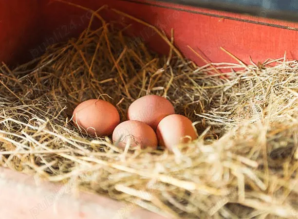 oua de tara proaspete 