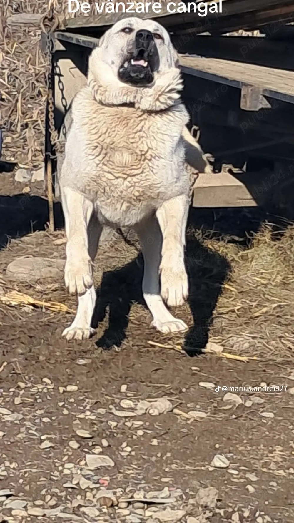 Câine mascul cangal