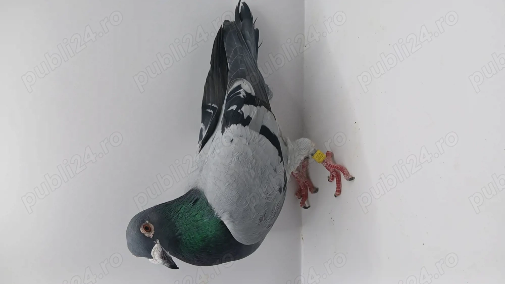 Donez porumbei voiajori