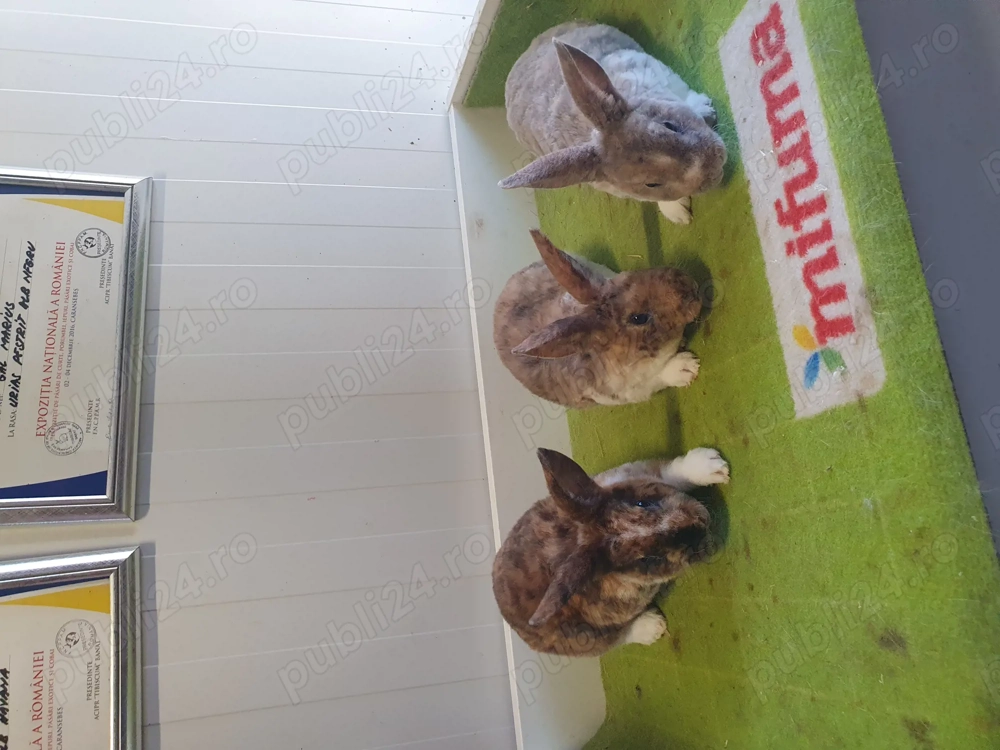 De vânzare pui de rex mic.