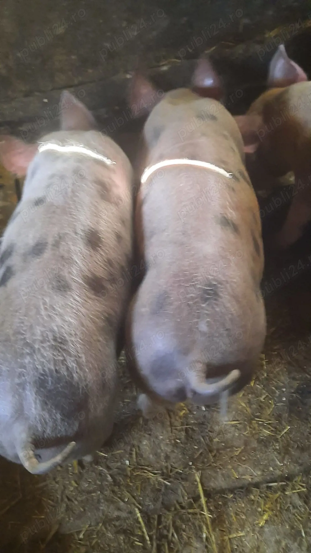 Vand purcei de 11 săptămâni 