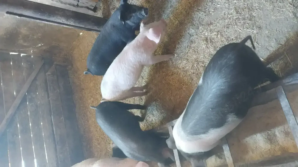 Vând purcei de 10 săptămâni 