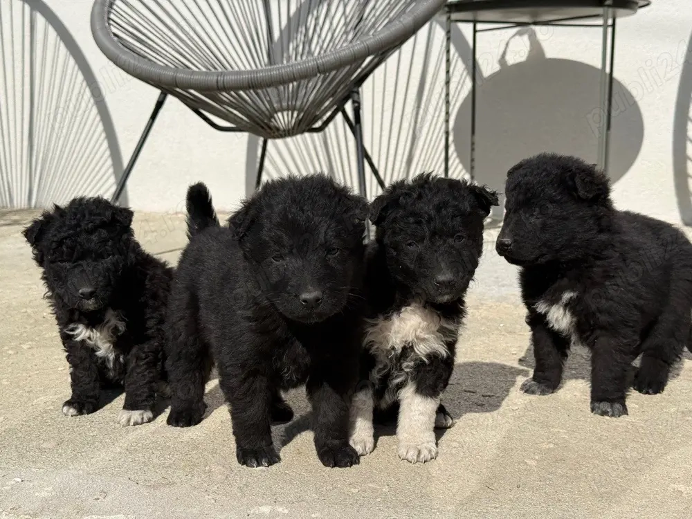 Donez catei talie medie