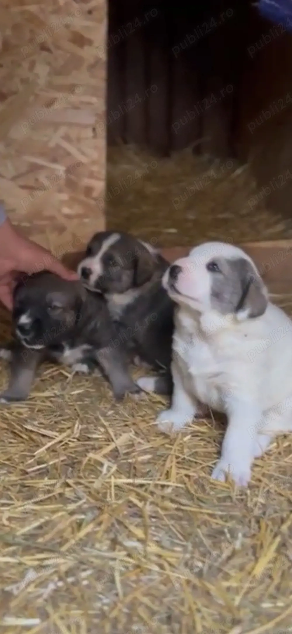 Vand Cateii Volkodav!