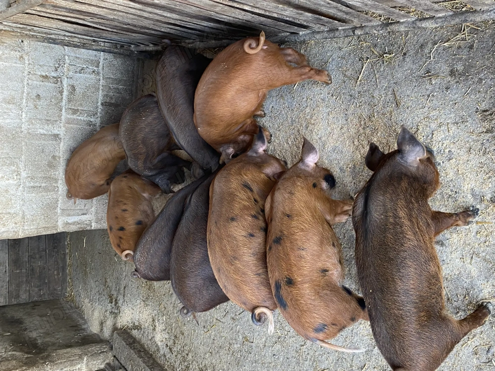 Vând purcei 9 saptamani