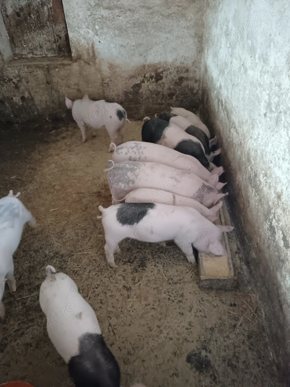 Vand purcei de 8 saptamani